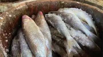 أسعار الفسيخ والرنجة قبيل شم النسيم 2026